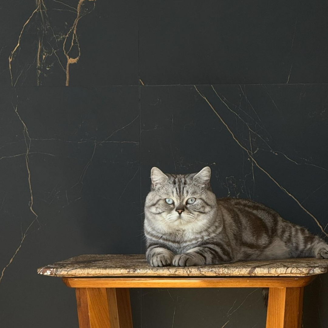 Black Noir slab, Builder Stone Global